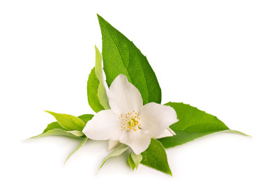 茉莉花孤立在白色背景上。茉莉花分支。