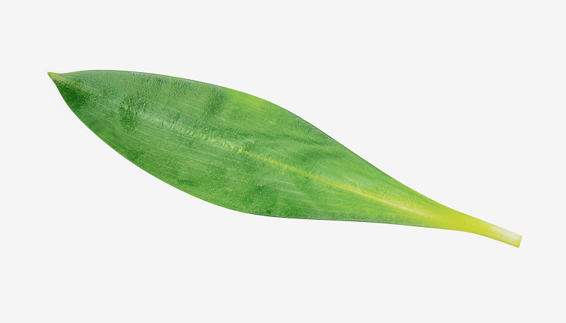 Ramsons Leaf的逼真3D渲染