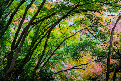 秋天的日本枫树