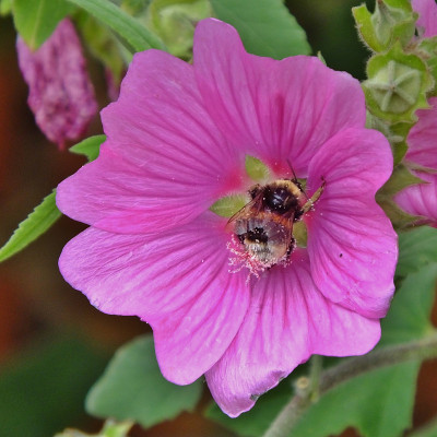 白尾大黄蜂