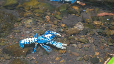昆士兰山溪中的两只拉明顿多刺克雷
