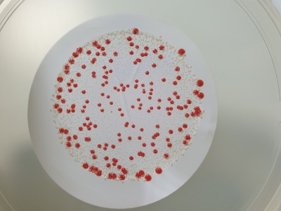 纯净水、注射用水微生物检测结果