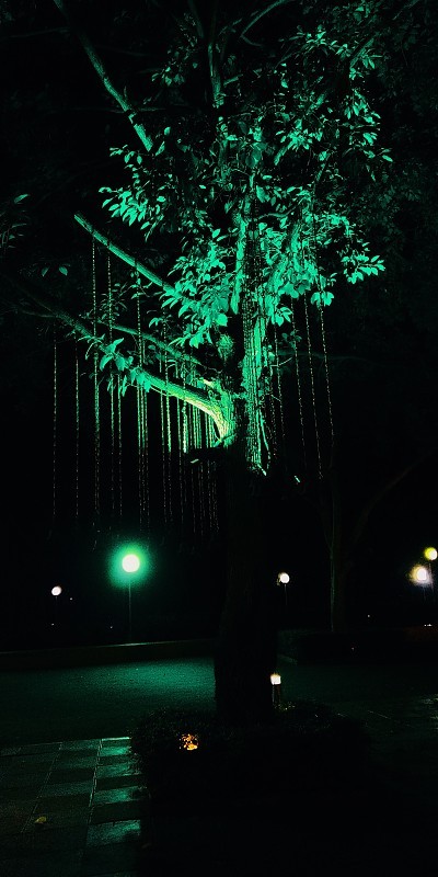 夜间绿树与背景照明。