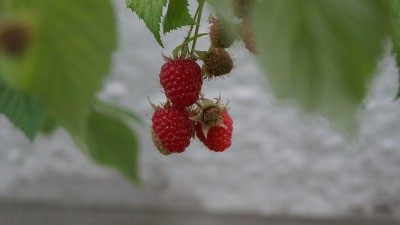 野草莓5