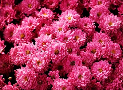 2021年花