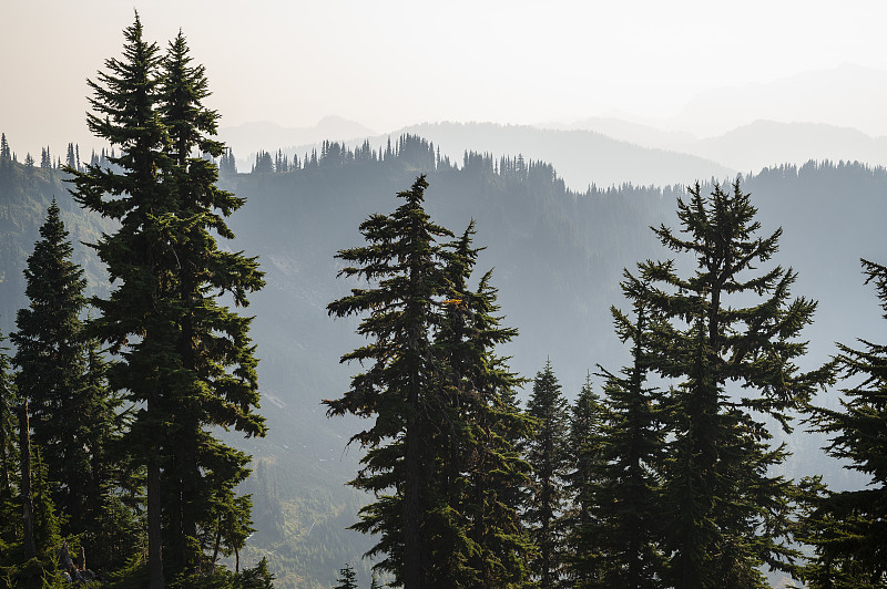 Alpine trees with wildfire smoke in the cascade mo