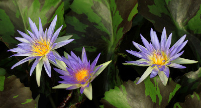 三莲花色紫