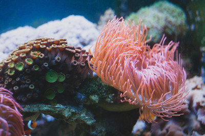 海葵和水族馆。海洋生物。