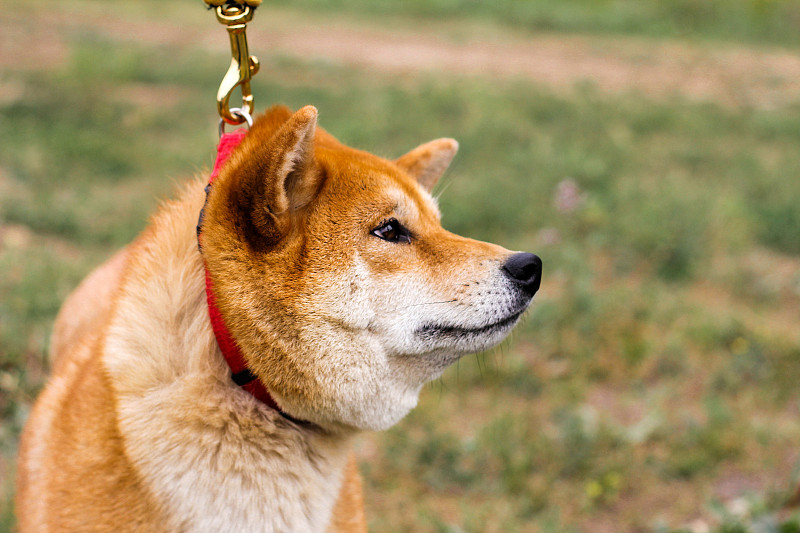 纯种日本犬柴犬的肖像