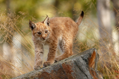 猞猁和幼崽