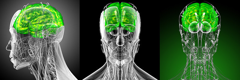3d渲染医学插图的脑侧视图
