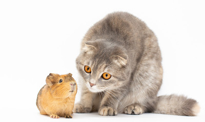 Cavy和cat在白色上互相看着对方