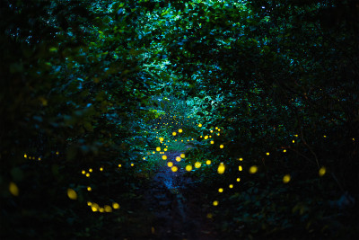 萤火虫在夜林中飞翔