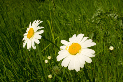 Chamomiles