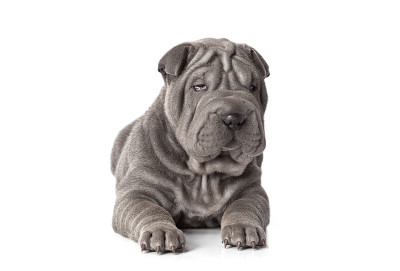 美丽sharpei小狗