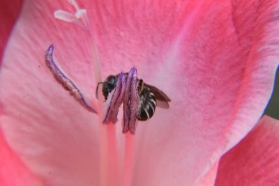 蜜蜂在剑兰花上。