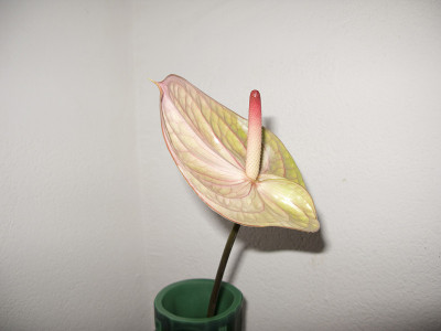 花烛属植物