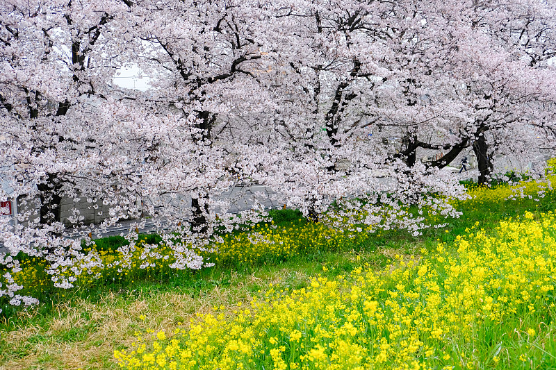 樱花隧道和菜花，熊谷樱花堤，日本埼玉县。