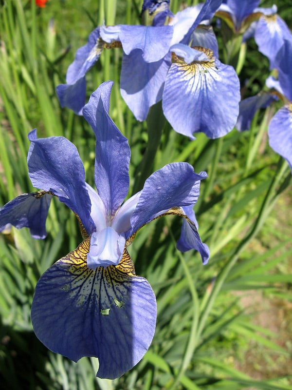 五彩缤纷的蝴蝶花园，多年生花园。园艺。乌克兰花园里的一组蓝色鸢尾。虹膜西伯利亚