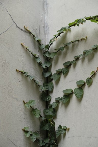 无花果或匍匐无花果植物在家。