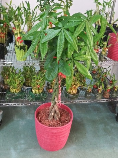 金钱树或Pachira aquatics -生长在沼泽