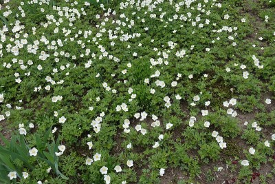 五月盛开的白花银莲花