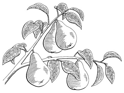 梨果图形树枝黑白孤立素描插图矢量