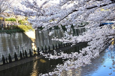 东京河边的樱花