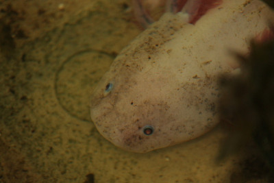 axolotl
