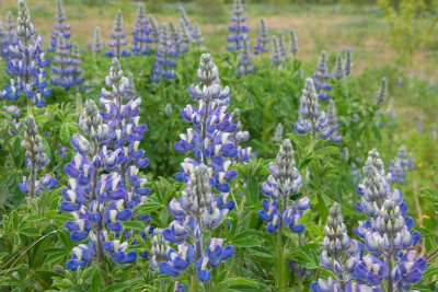 在冰岛南部靠近维克的Lupinus nootkatensis田野为冰岛的夏天增添了一种新的颜色。然而