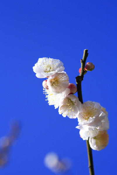 梅花