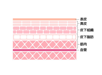 人体皮肤层矢量插图(从表皮到肌肉)|日