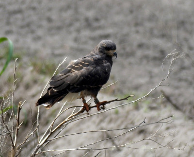 Snail Kite (Rostrhamus sociabilis)