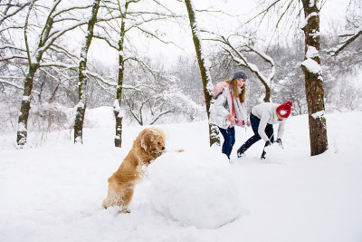 可卡犬看着一对夫妇堆雪人