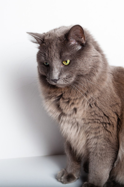 灰色的猫