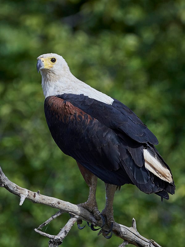 非洲鱼鹰(Haliaeetus vocifer)