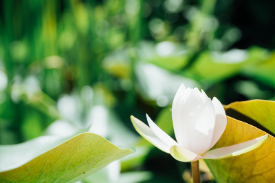 白色的莲花