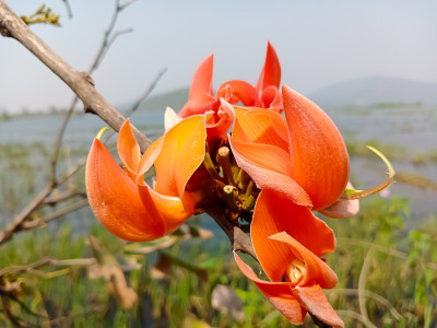 花
