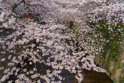 日本东京目黑河的樱花盛开季节