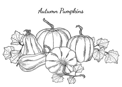 黑白南瓜矢量插图。手绘vintage autumn composition。用叶子勾勒出葫芦和南瓜的