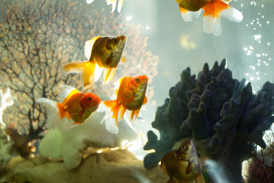 鱼在水族馆