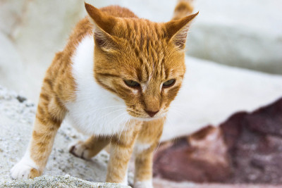 那只猫迅速地走在前面