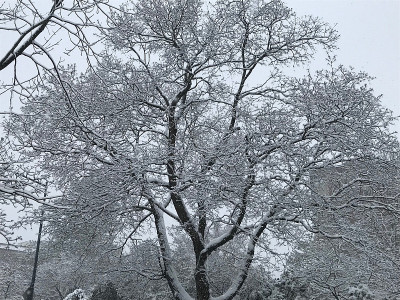 降雪