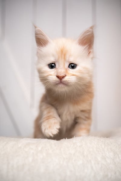 好奇的奶油白色缅因猫肖像