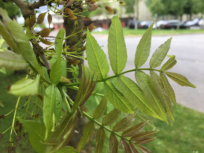 白蜡(Fraxinus excelsior)树- 2018年5月