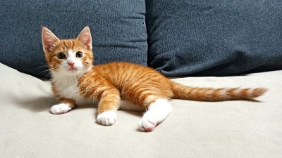 小猫在沙发上。宠物和家庭