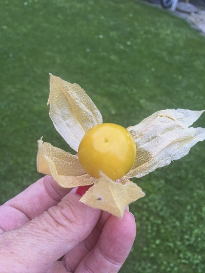 采摘后的一颗土樱桃