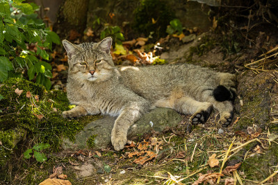 森林里的欧洲野猫