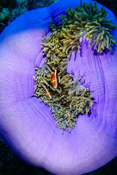 在帕劳群岛的礁石上潜水。