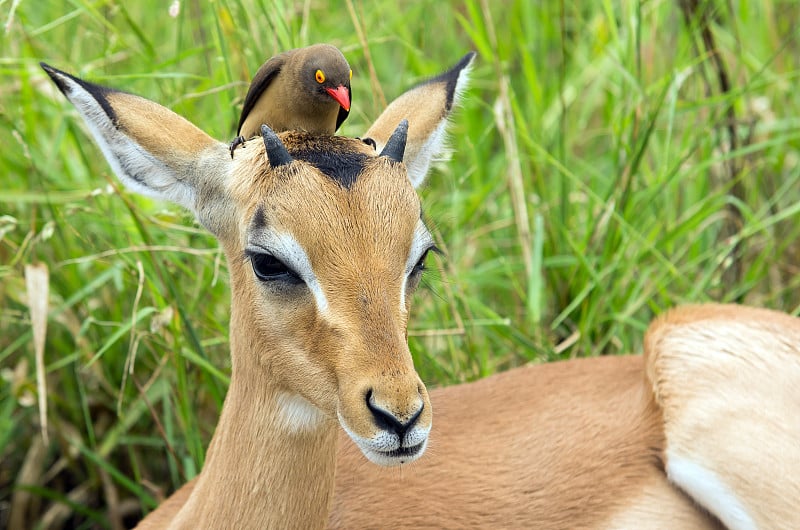 黑斑羚和Oxpecker